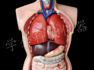 33201  頭、勁、軀干模型
