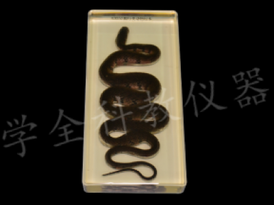 43052爬行類(lèi)包埋標(biāo)本