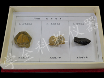 43116化石標(biāo)本