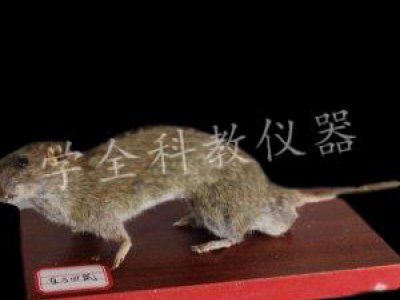 動(dòng)物標(biāo)本