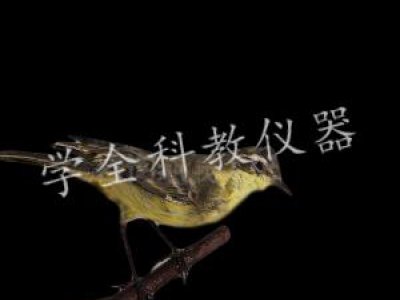 動(dòng)物標(biāo)本