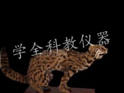 動(dòng)物標(biāo)本