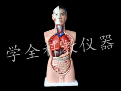 人體頭、頸軀干模型