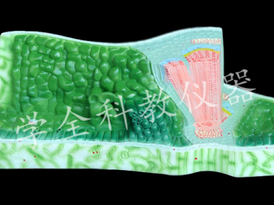 J3206 葉構造模型